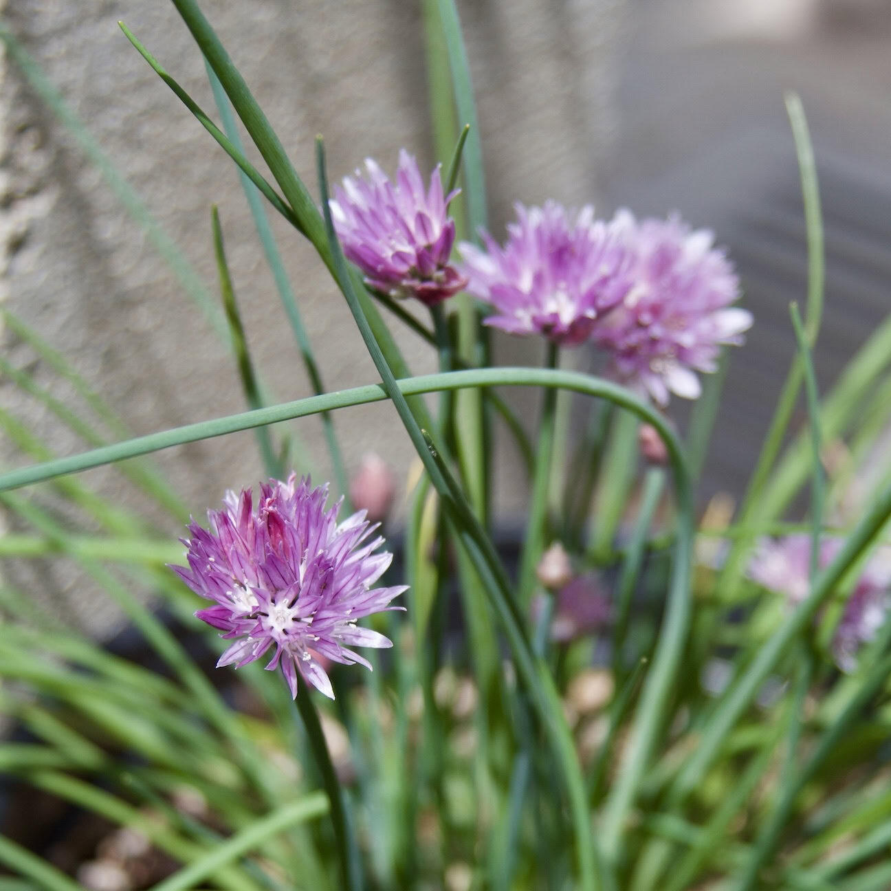 Onion chives flowering