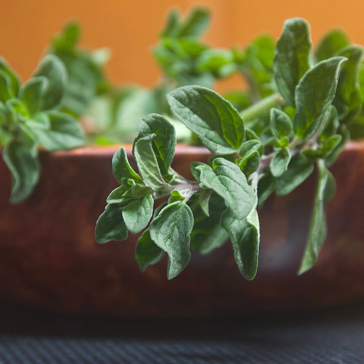 Oregano sprig stretching out of a bowl