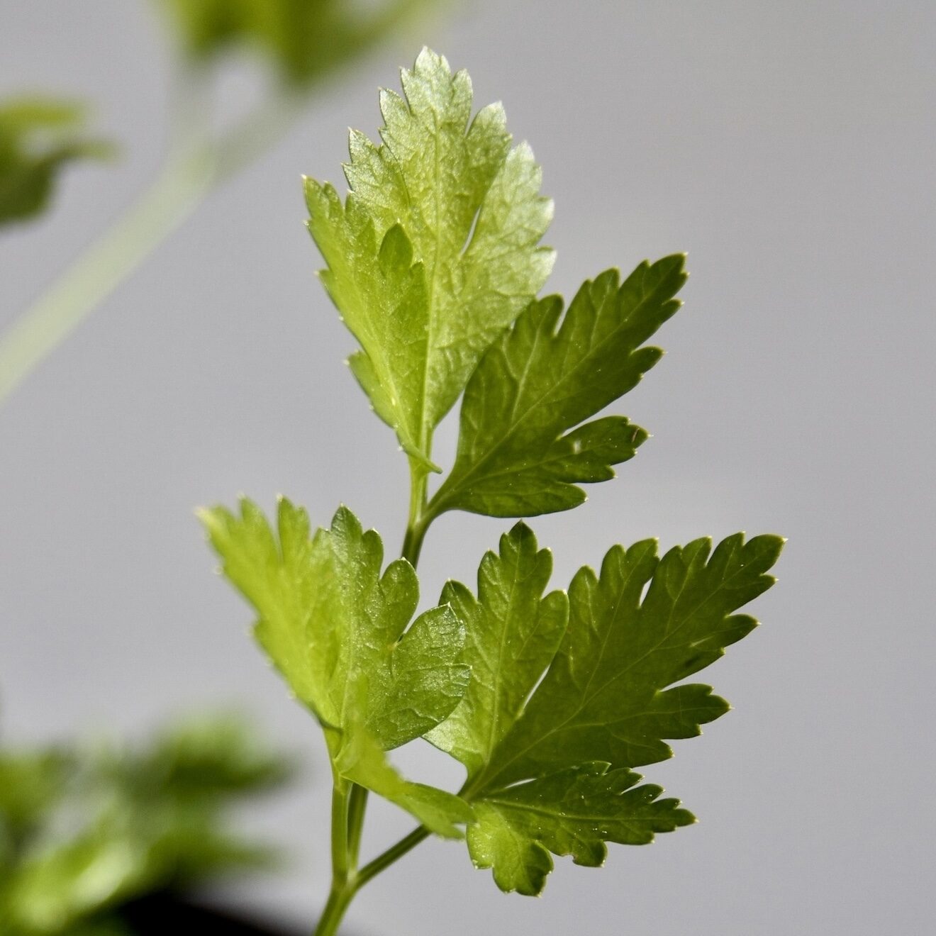 Parsley profile