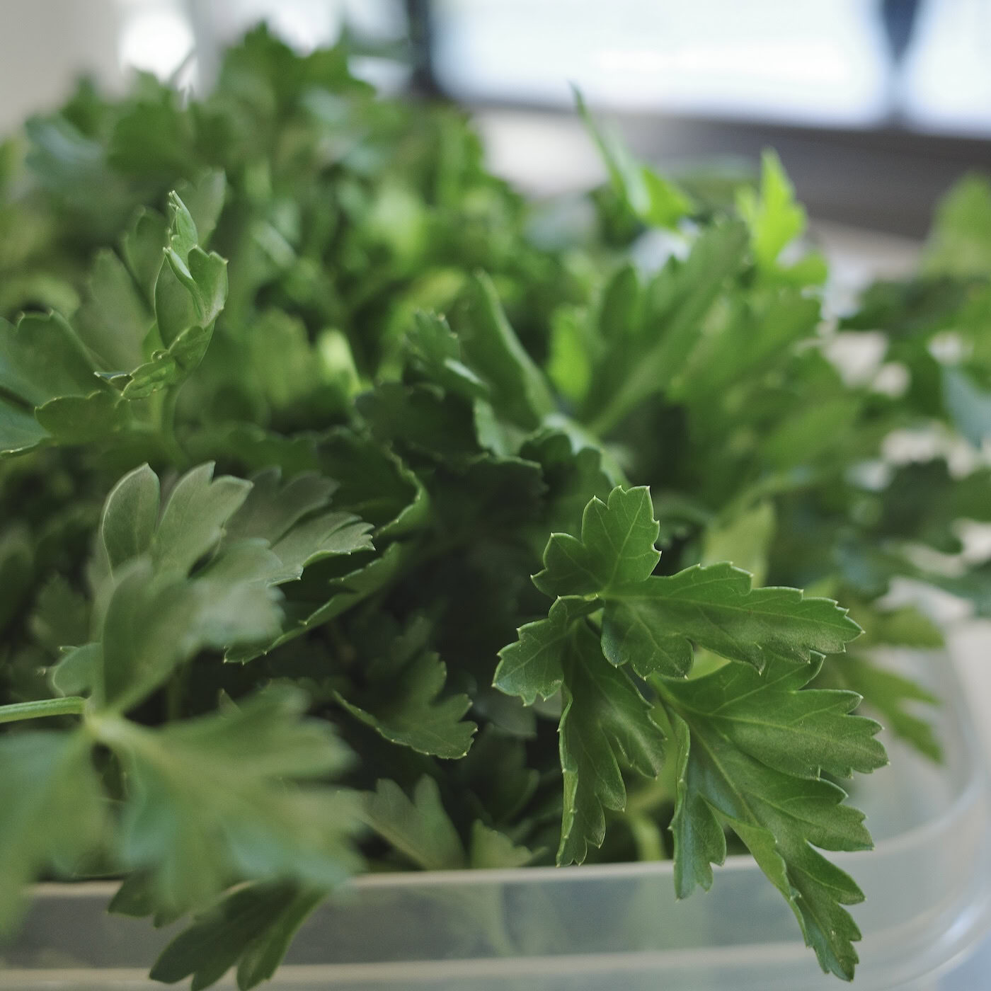 Parsley spilling out of Tupperware