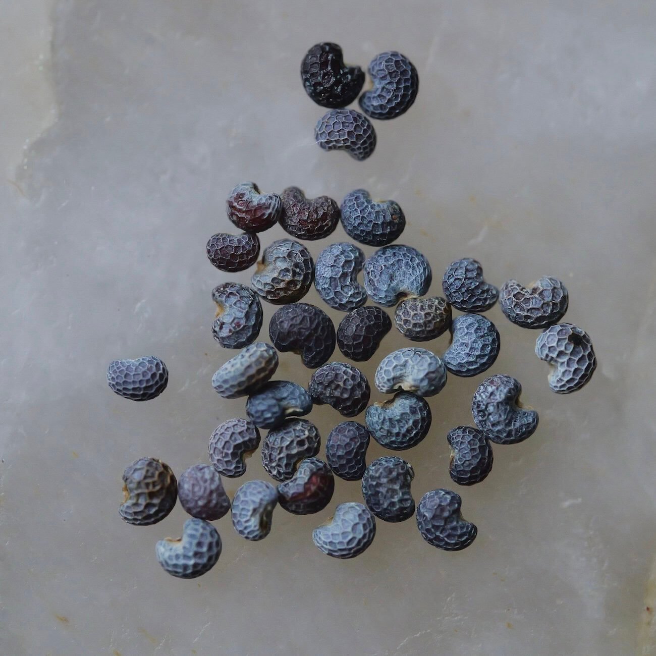 poppy-seed-close-up-quartz