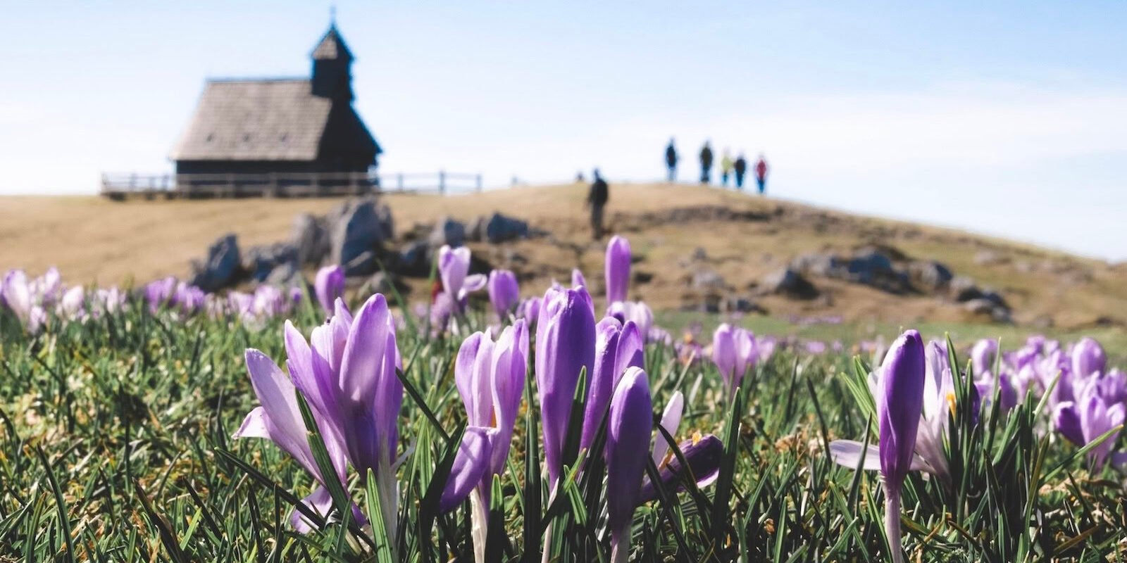 Saffron field in the countryside