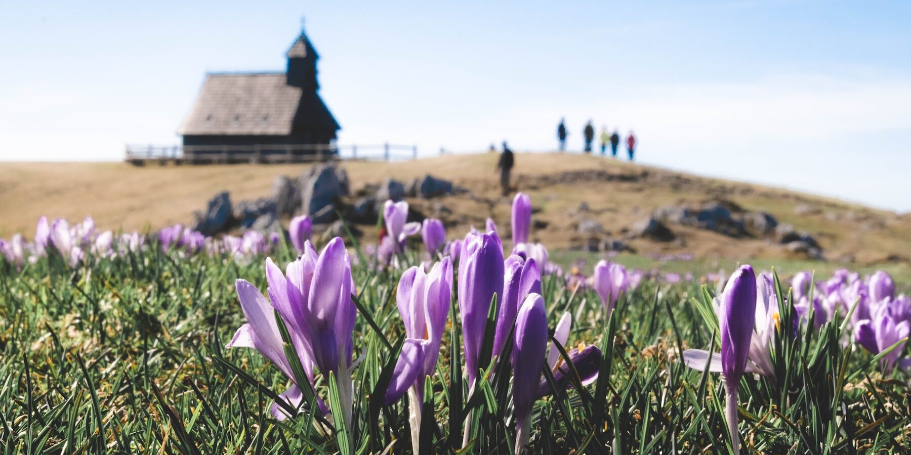 Saffron Field