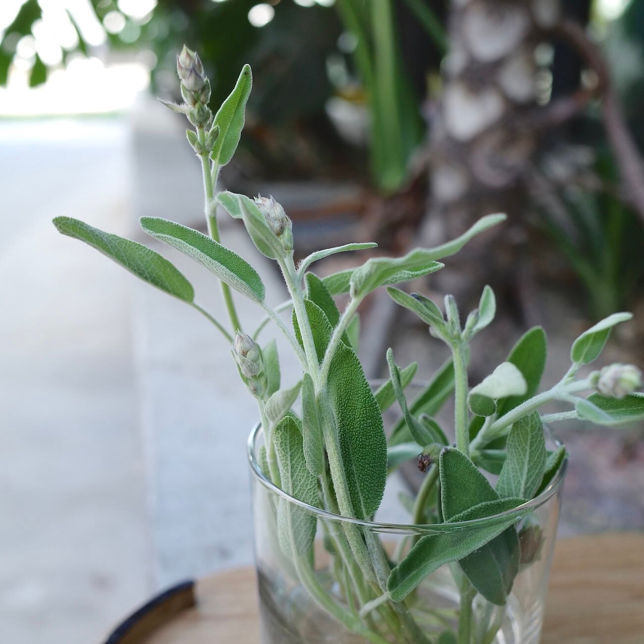 sage-in-glass-cup