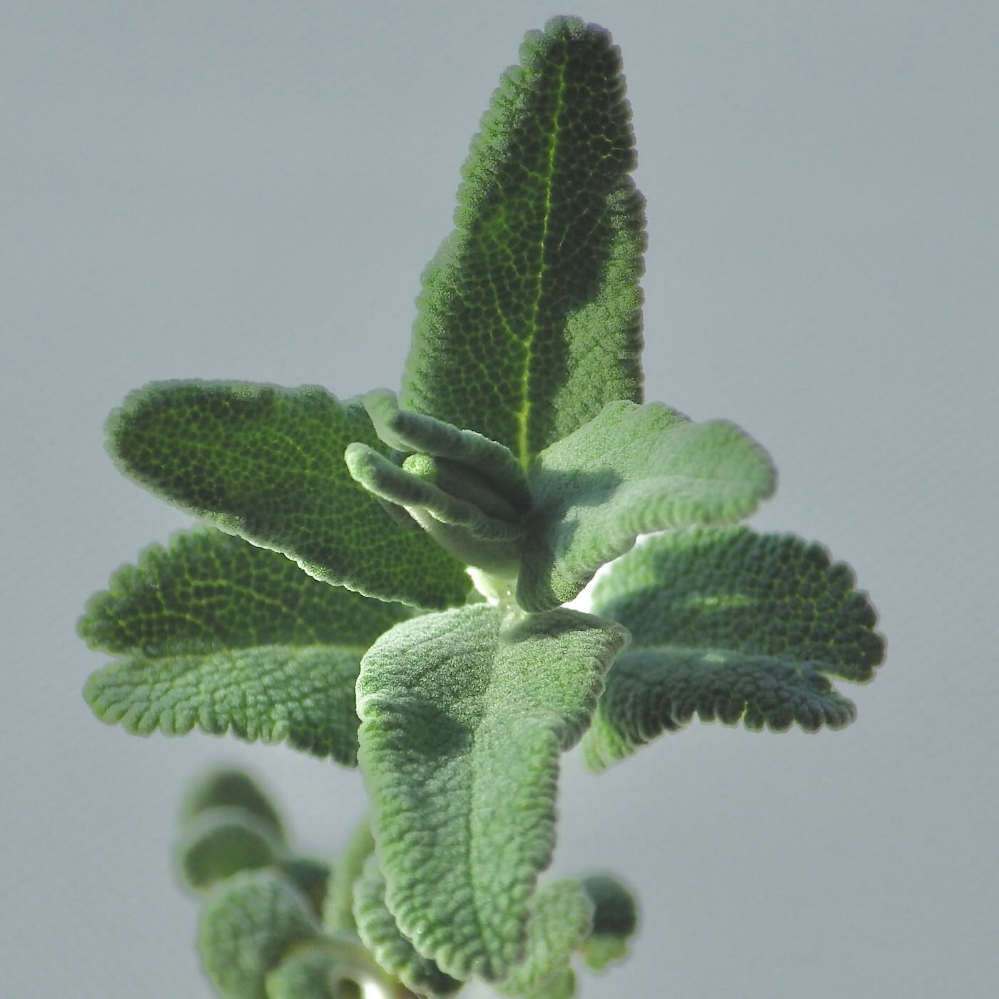 Close-up of sage leaves