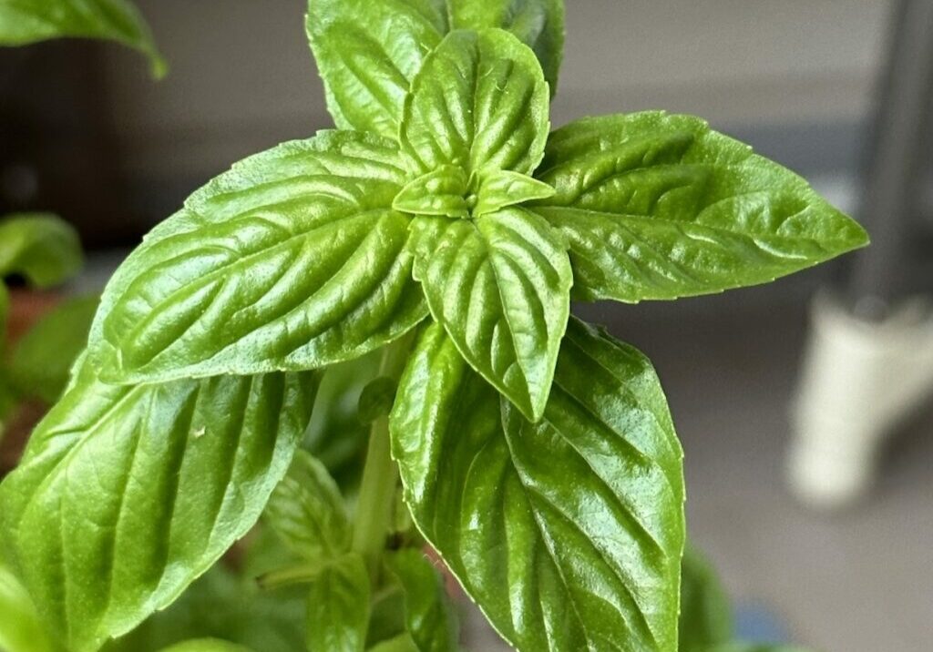 Sweet basil