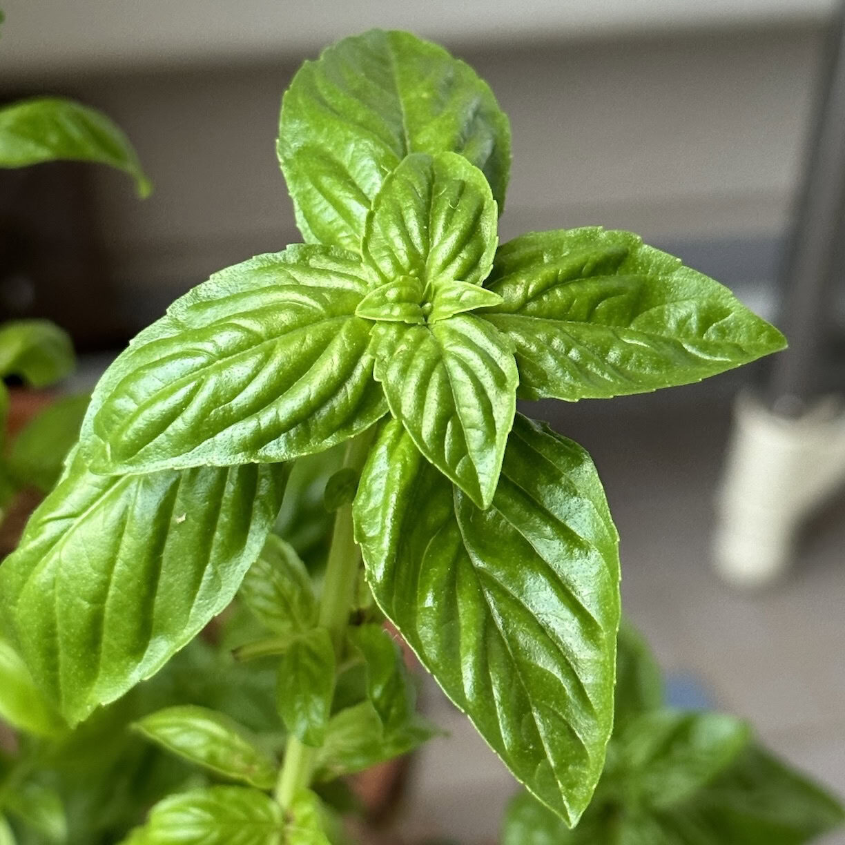 Sweet basil close-up