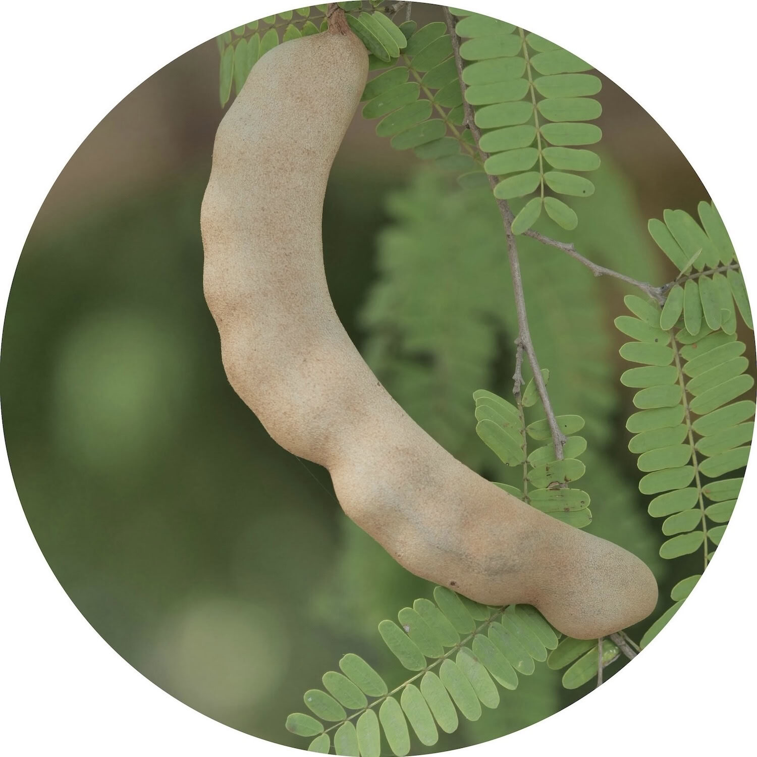 Tamarind pod growing on tree Tamarind pod growing on tree