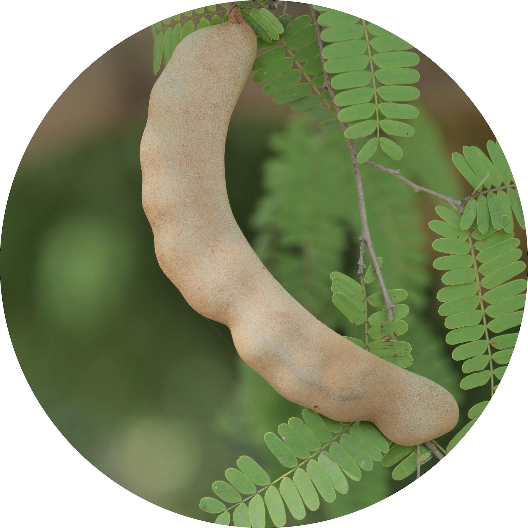 Tamarind pod on tree