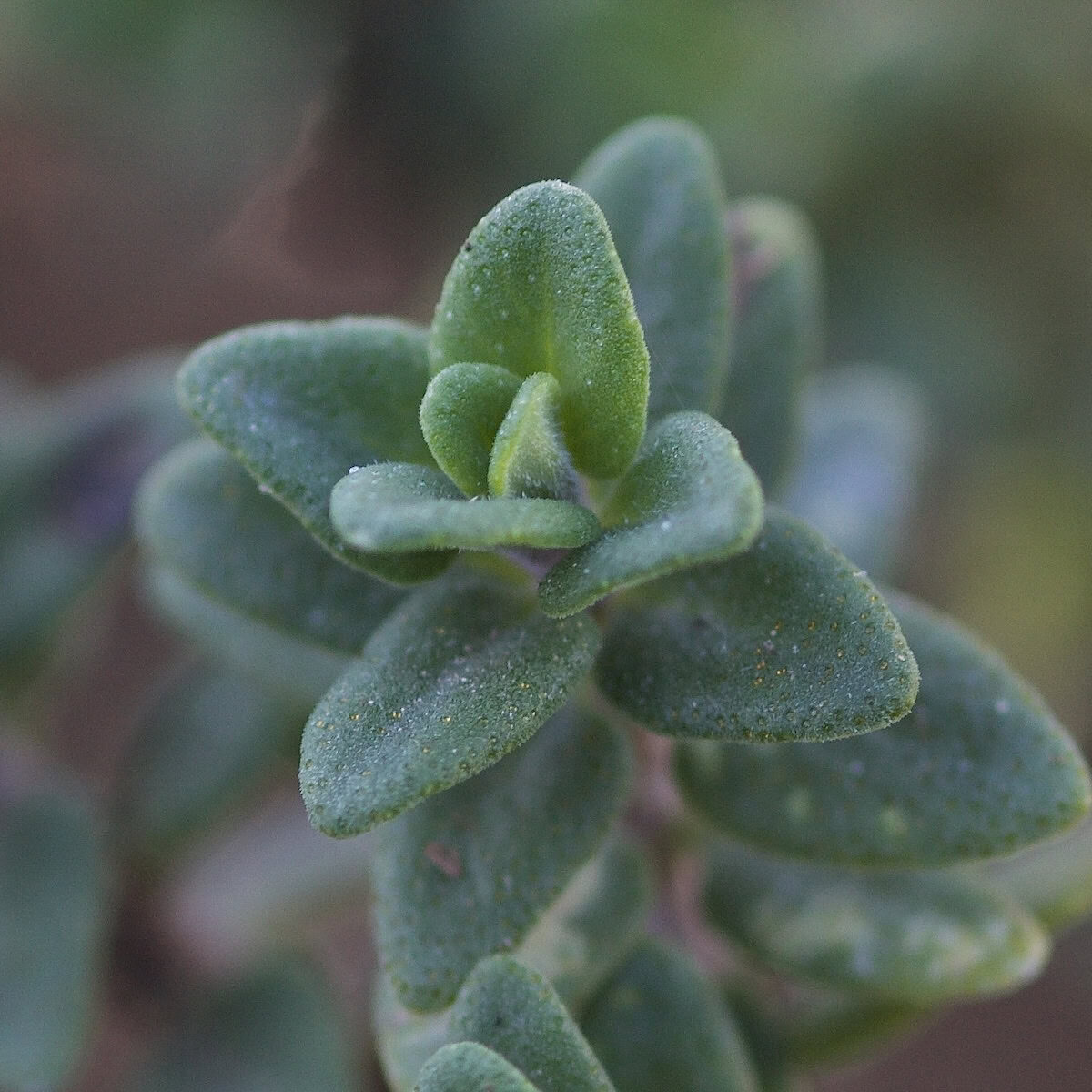 English thyme leaves, super close-up