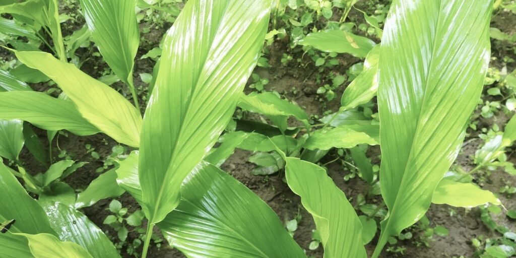 Mature turmeric plants (Curcuma longa) with large glossy paddle-shaped leaves growing in rich dark soil showing full canopy growth
