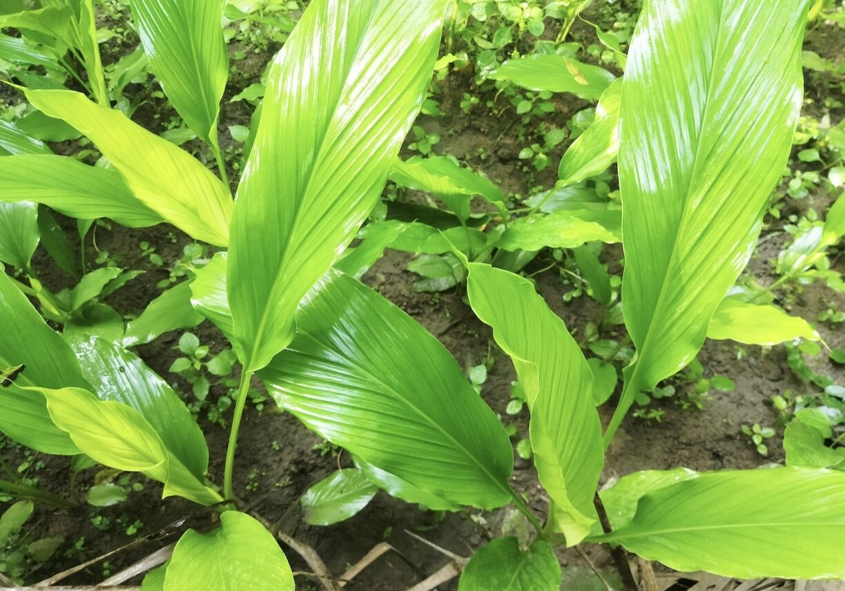 Turmeric plants