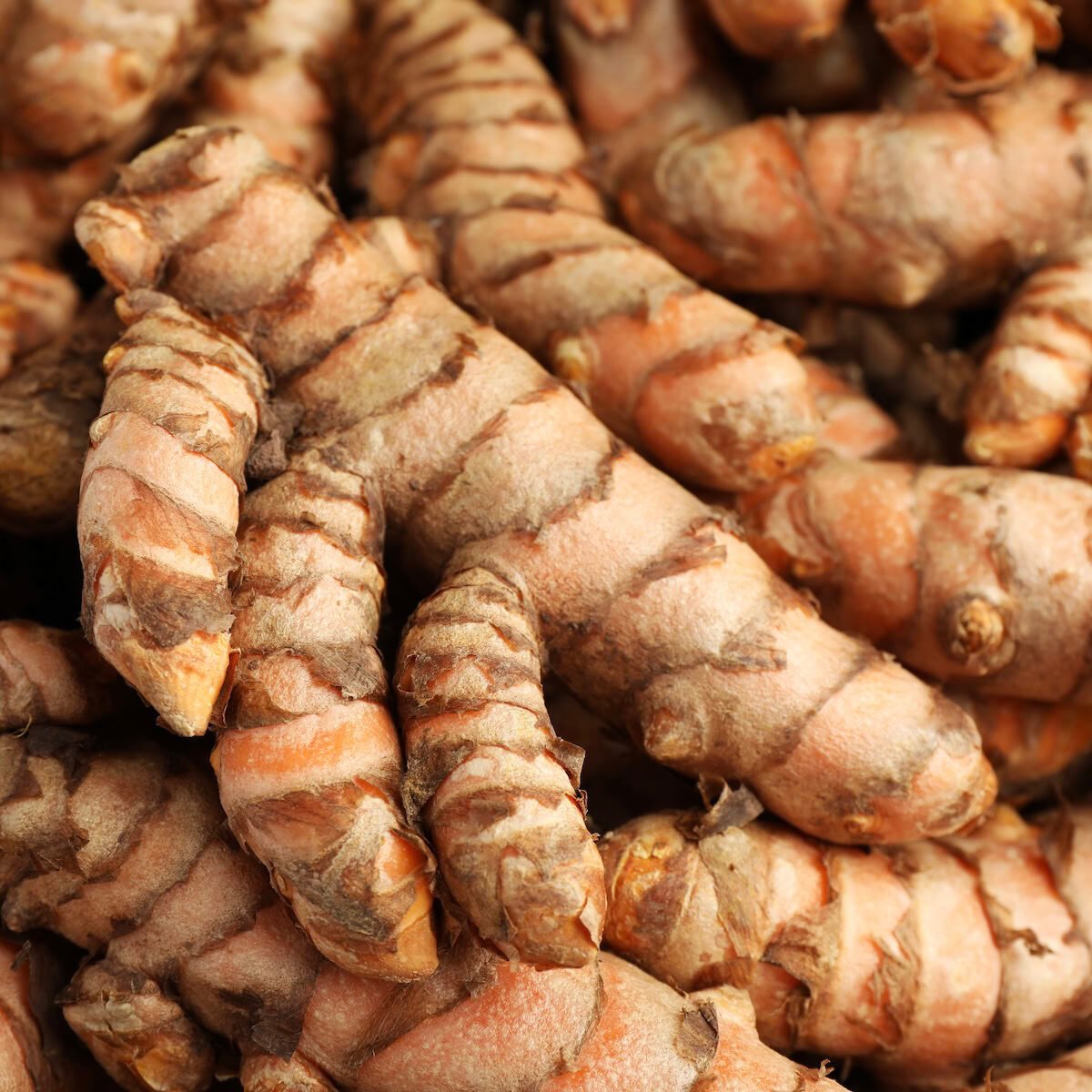 Turmeric rhizomes close-up