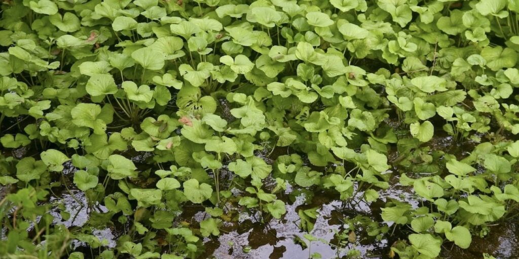 Wasabi plants (Eutrema japonicum) growing densely in a shallow stream with round bright green leaves and water visible between stems