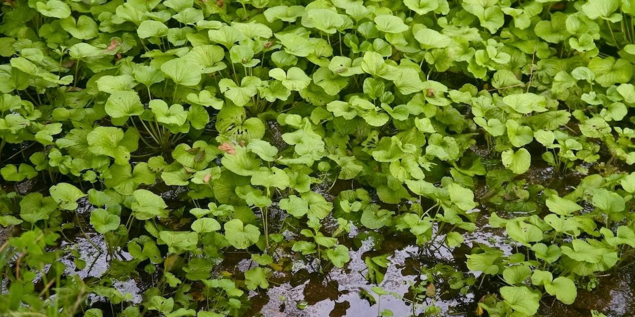 Wasabi plants growing in stream