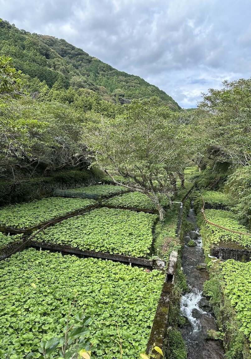 Wasabi terraces in Izu Peninsula, Shizuoka Prefecture